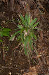 Broadleaf sedge